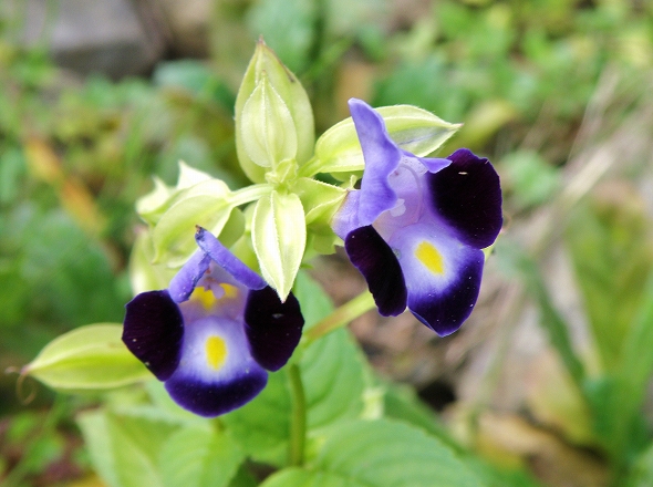 f:id:Argon:20101003205842j:image