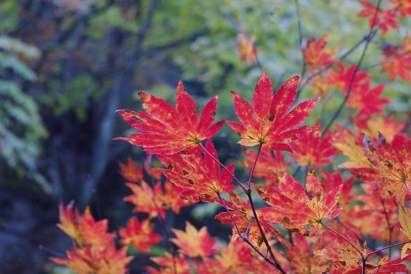 f:id:Argon:20101110181325j:image