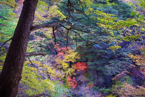 f:id:Argon:20101110181420j:image