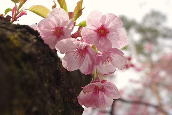 f:id:Argon:20110424221314j:image
