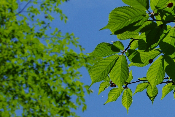 f:id:Argon:20110515144057j:image