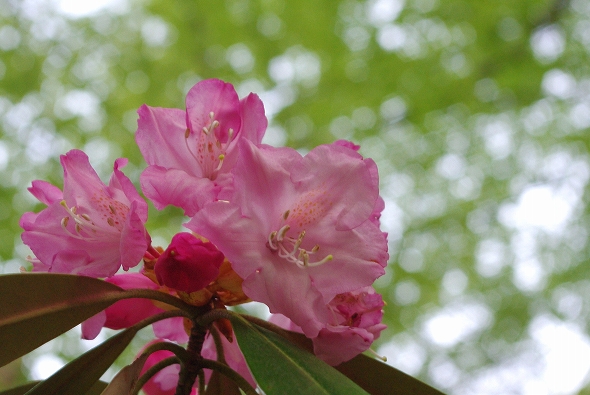 f:id:Argon:20110520205314j:image