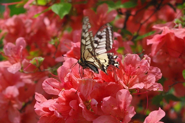 f:id:Argon:20110604211952j:image