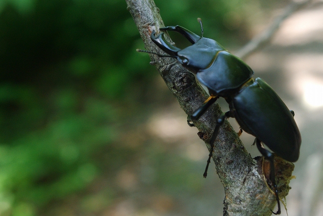 f:id:Argon:20110718004848j:image