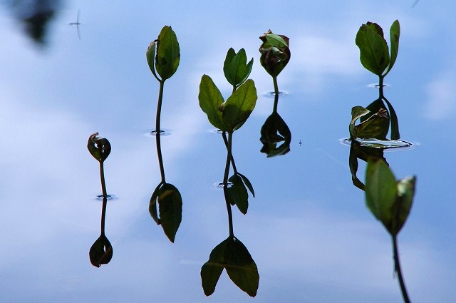 f:id:Argon:20111011230714j:image