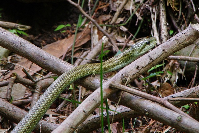 f:id:Argon:20120430203501j:image