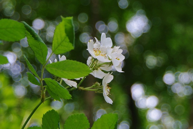 f:id:Argon:20120627194454j:image