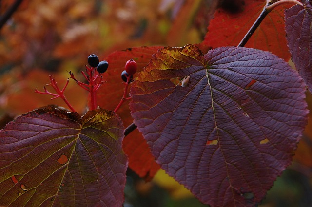 f:id:Argon:20121009223706j:image