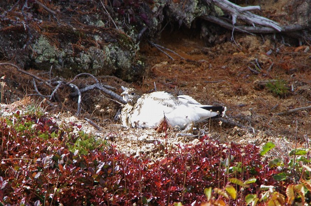 f:id:Argon:20121009223709j:image