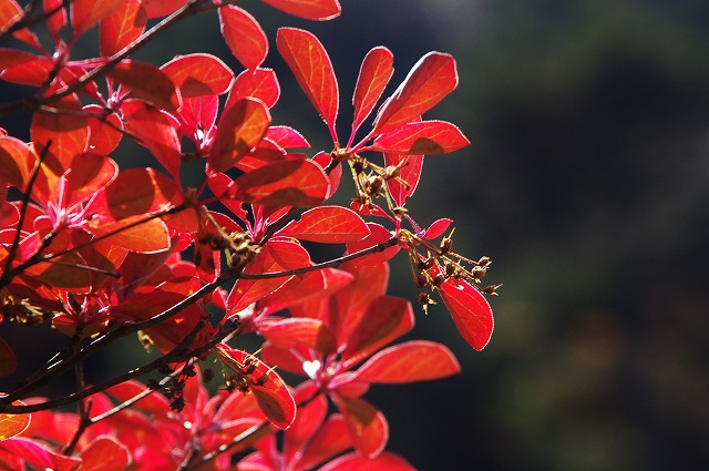 f:id:Argon:20121012175054j:image