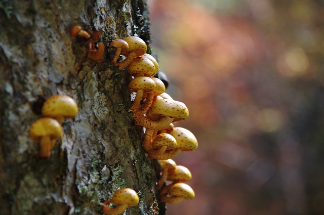 f:id:Argon:20121012175056j:image