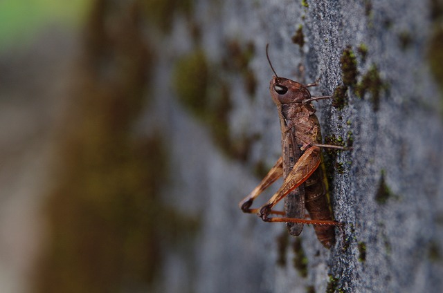 f:id:Argon:20121014213119j:image