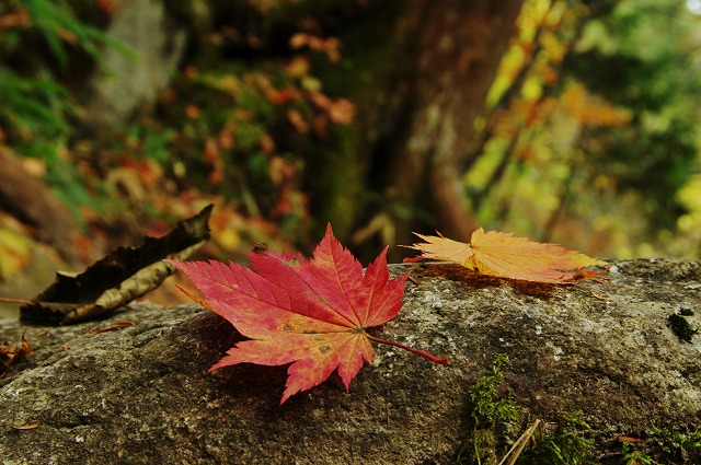 f:id:Argon:20121026180526j:image f:id:Argon:20121026180526j:image
