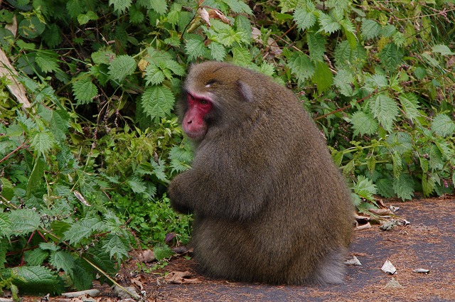 f:id:Argon:20121028001633j:image f:id:Argon:20121028001633j:image