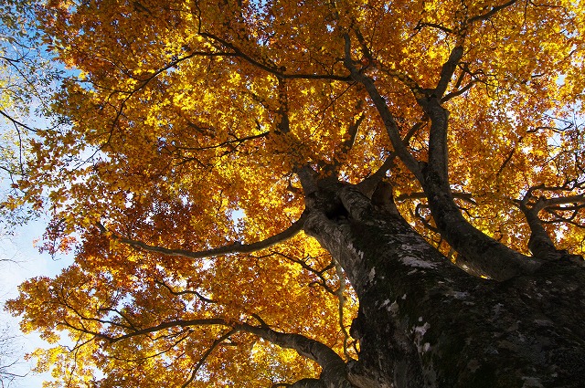 f:id:Argon:20121109163329j:image
