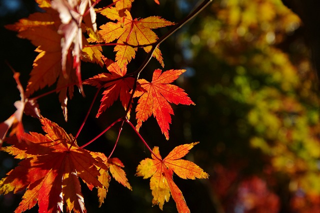 f:id:Argon:20121109163332j:image