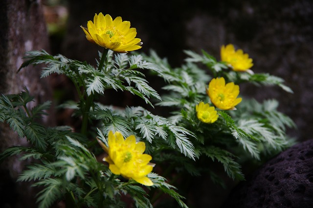 f:id:Argon:20130320164722j:image