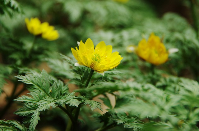 f:id:Argon:20130320164724j:image