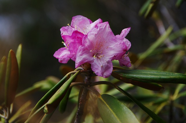 f:id:Argon:20130516195003j:image