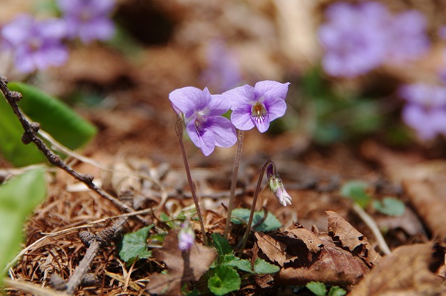f:id:Argon:20130516195007j:image