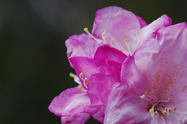f:id:Argon:20130516195008j:image