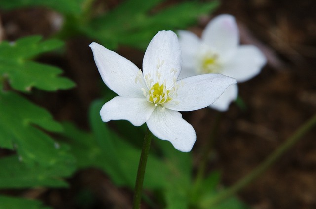 f:id:Argon:20130520231414j:image