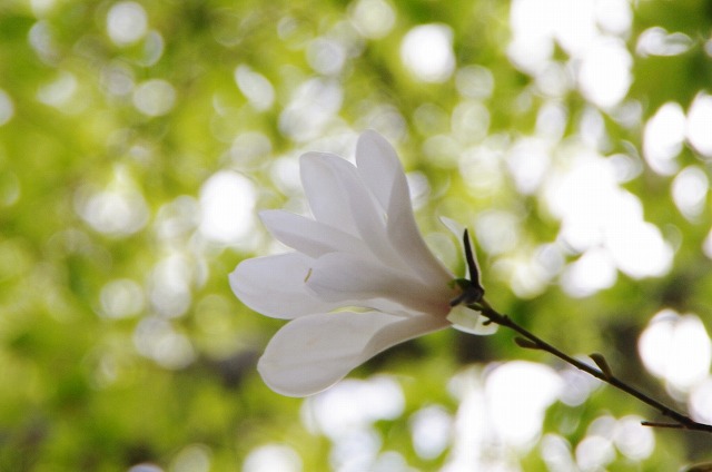 f:id:Argon:20130520233241j:image