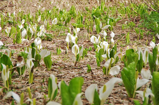 f:id:Argon:20130520233306j:image