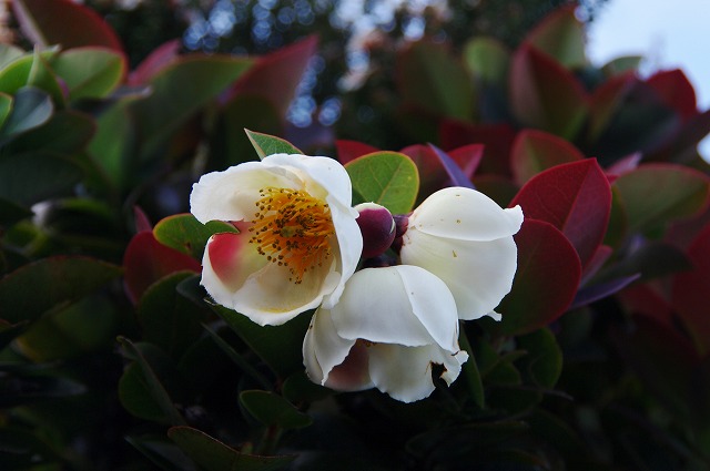 f:id:Argon:20130530020157j:image