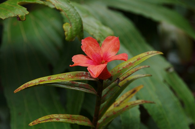 f:id:Argon:20130530020243j:image