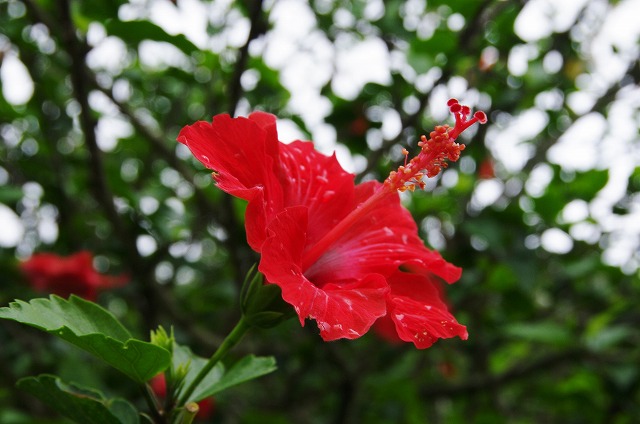 f:id:Argon:20130608110253j:image