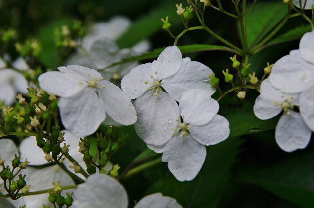 f:id:Argon:20130608111415j:image