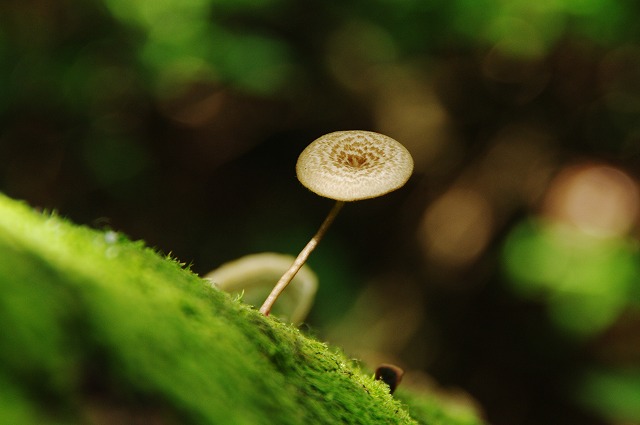 f:id:Argon:20130610100734j:image