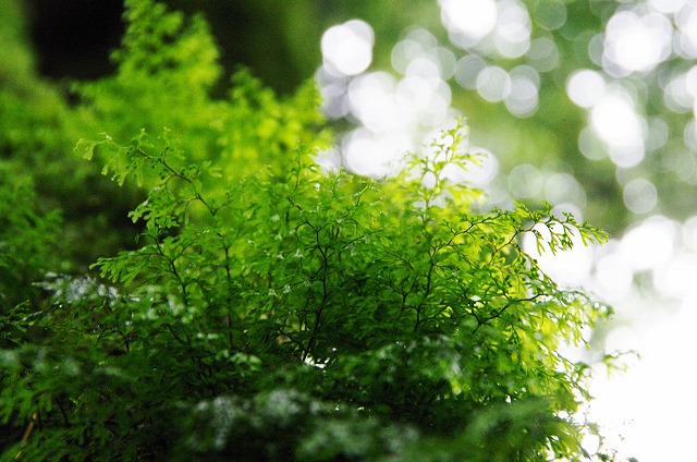 f:id:Argon:20130618011809j:image