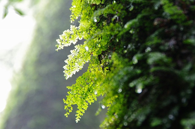 f:id:Argon:20130618011810j:image