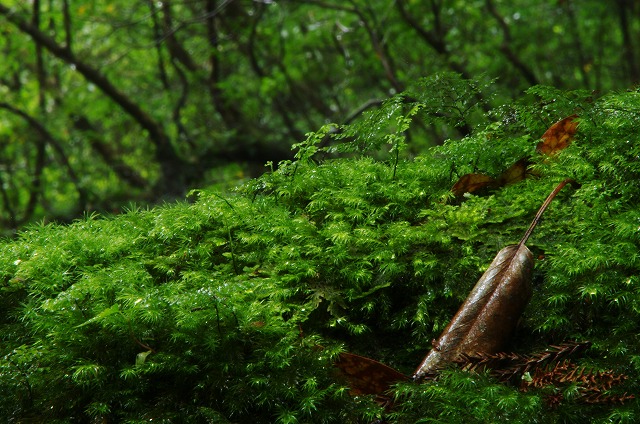 f:id:Argon:20130618011811j:image