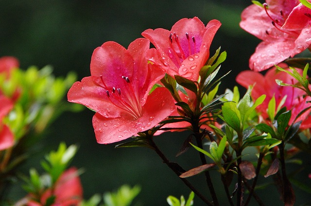 f:id:Argon:20130618011816j:image
