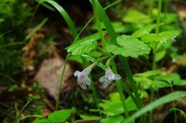 f:id:Argon:20130621011452j:image