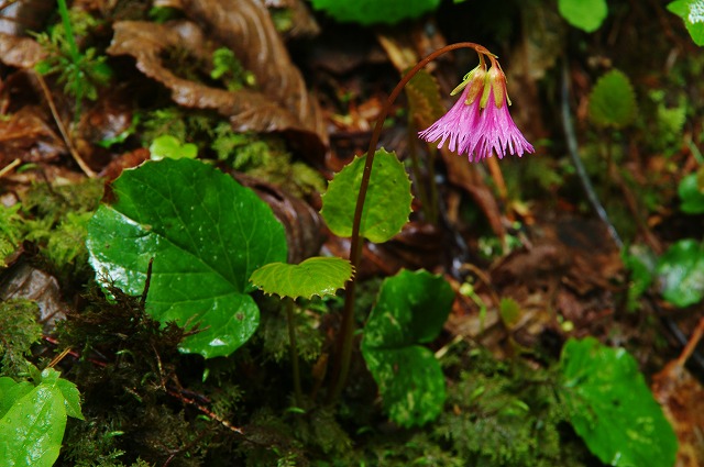 f:id:Argon:20130621011454j:image