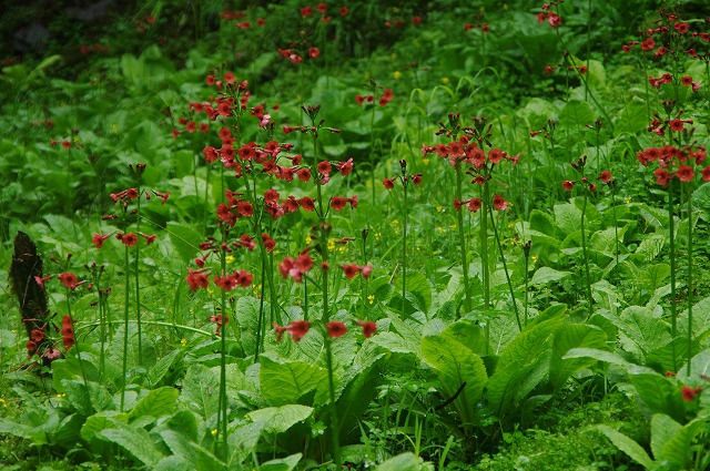 f:id:Argon:20130621011455j:image