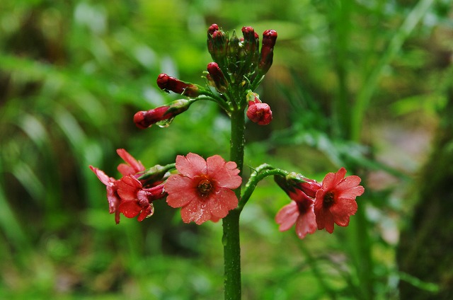 f:id:Argon:20130621011456j:image
