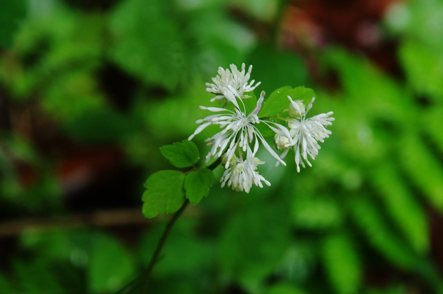 f:id:Argon:20130621011457j:image