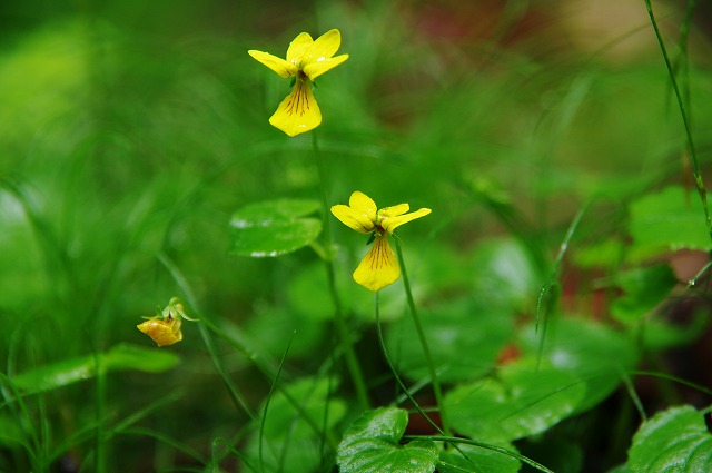 f:id:Argon:20130621011458j:image
