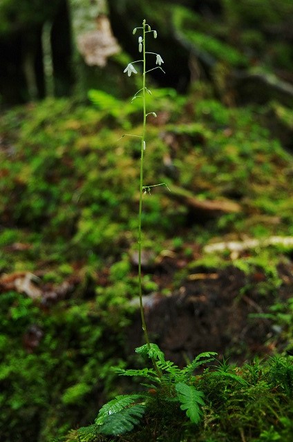 f:id:Argon:20130621011940j:image