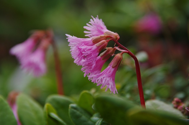 f:id:Argon:20130623203454j:image
