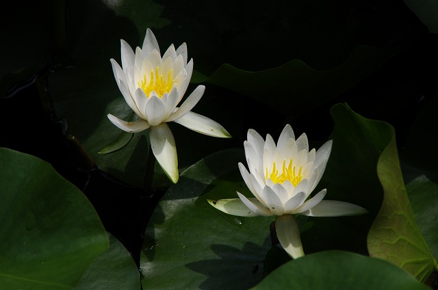 f:id:Argon:20130701211306j:image
