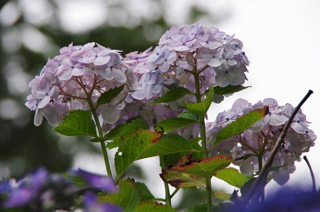 f:id:Argon:20130701211307j:image