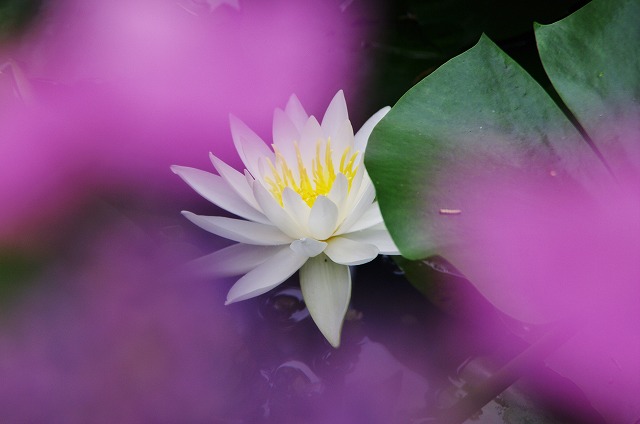 f:id:Argon:20130701211309j:image