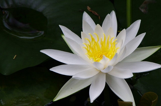 f:id:Argon:20130701211310j:image
