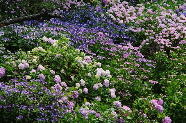 f:id:Argon:20130701211534j:image